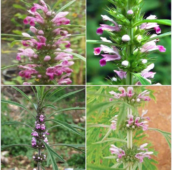 Hạt Giống Cây Ích Mẫu