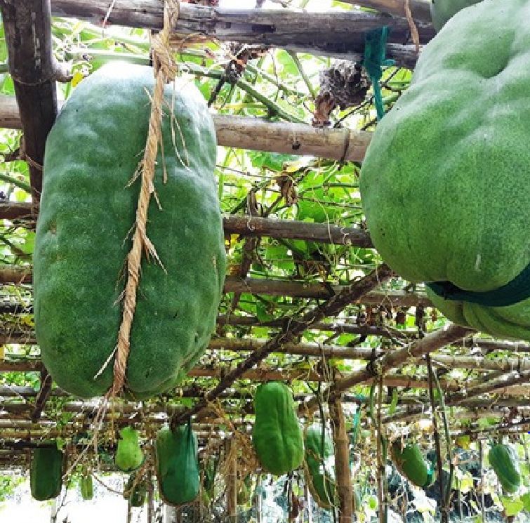 Hạt Giống Bí Đao Xanh Khổng Lồ