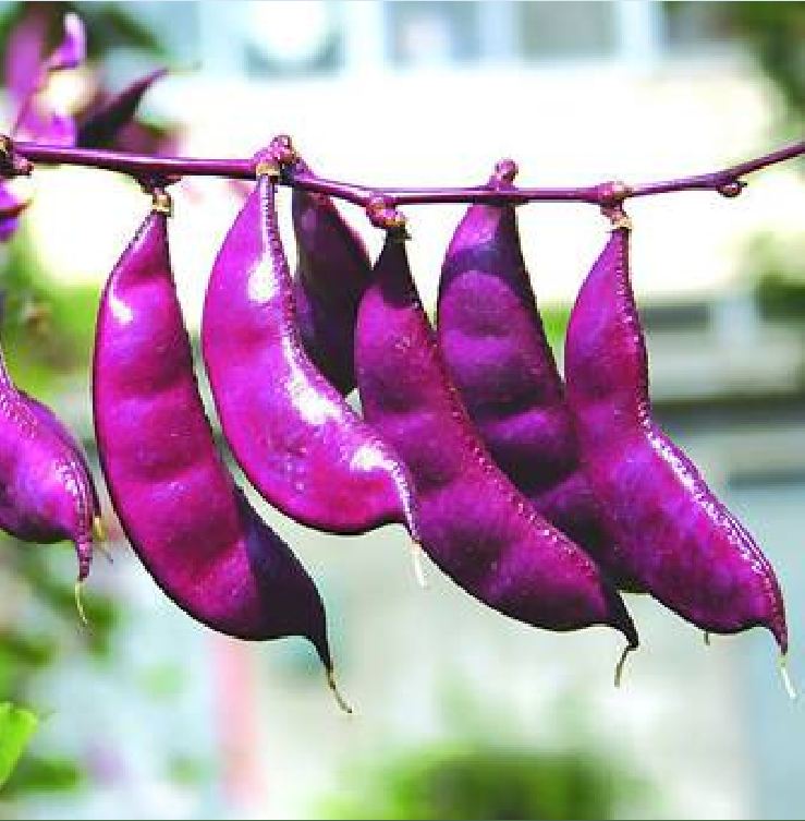Hạt Giống Đậu Ván Tím F1