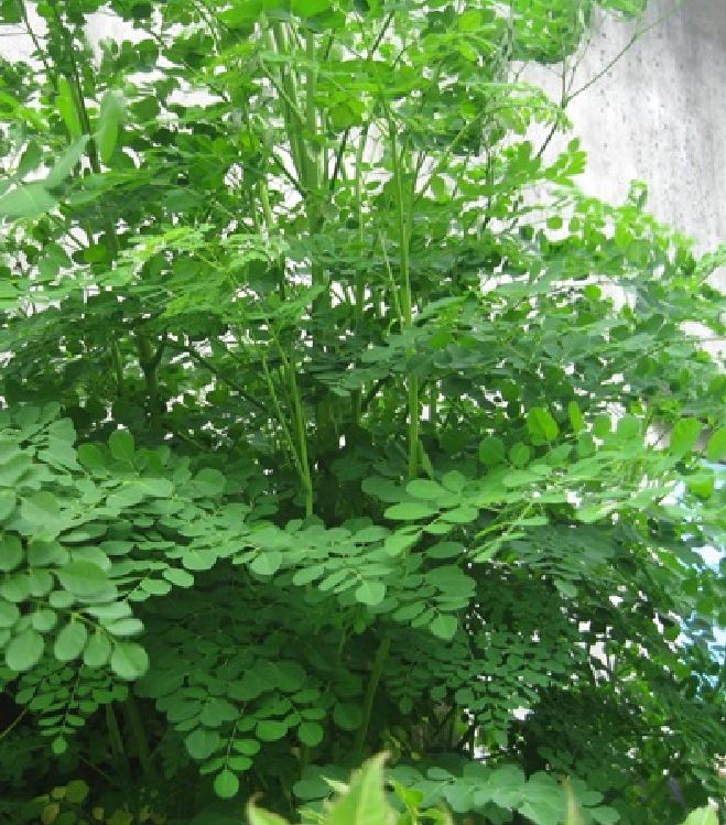 Hạt Giống Cây Chùm Ngây F1