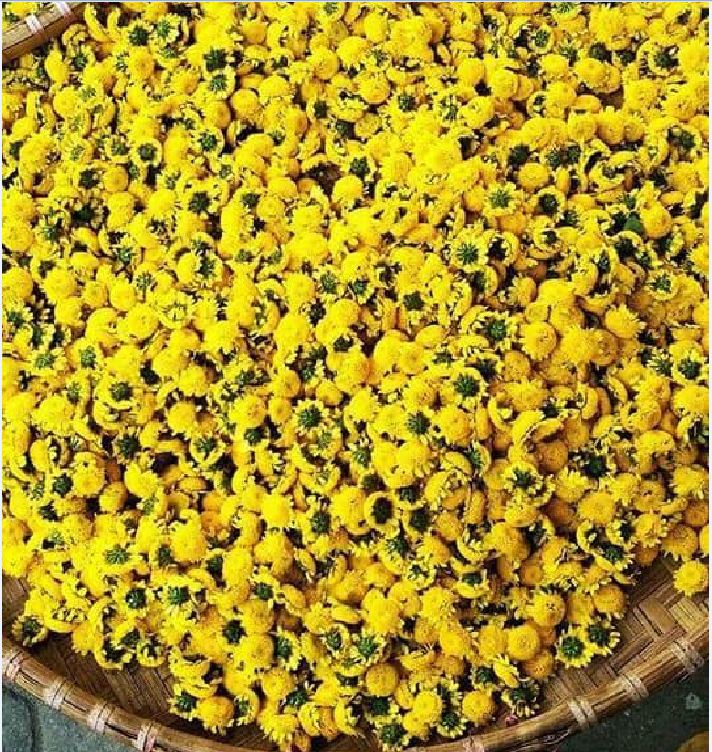 Hạt giống hoa Trà Hoa Cúc - Gói 3gram