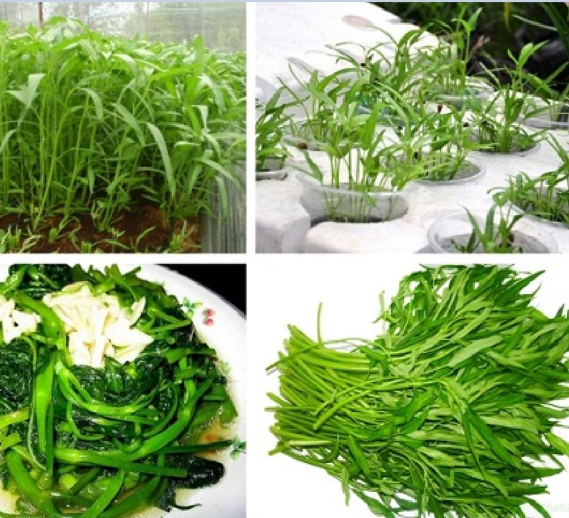 Hat Giống Rau Muống Cao Sản Lá Tre