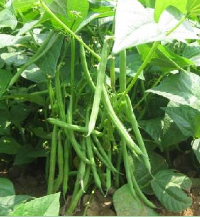 Hạt Giống Đậu Cove Lùn Hạt Trắng