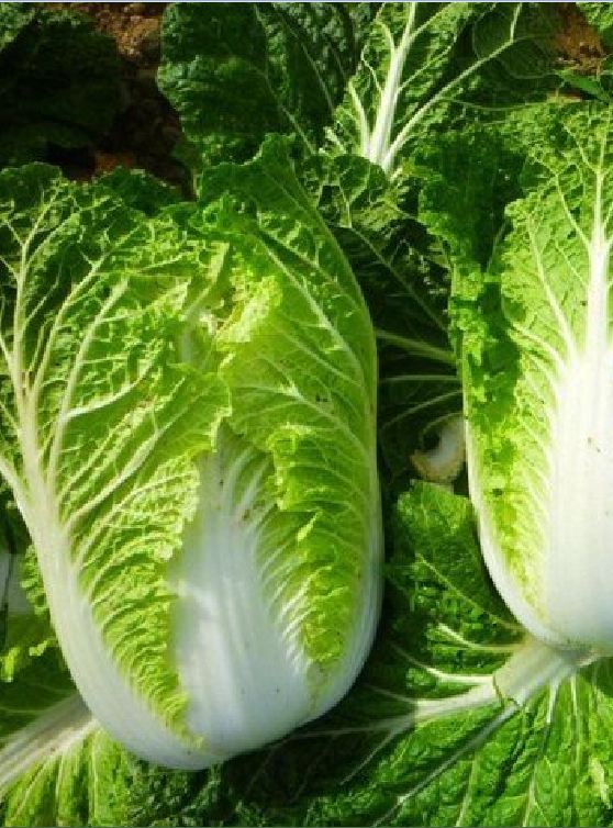 Hạt Giống Rau Cải Thảo F1