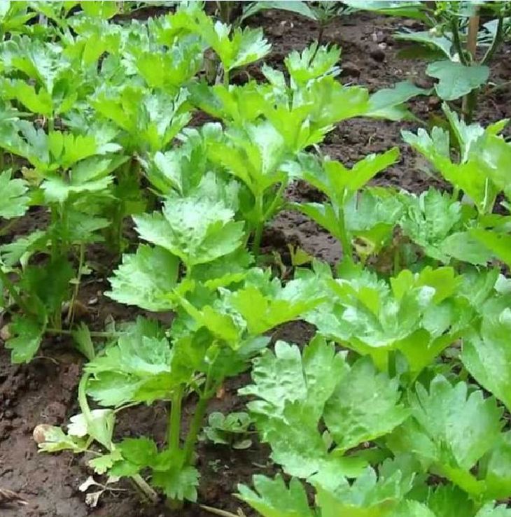 Hạt Giống Cần Tây Chịu Nhiệt F1 - Gói 2gram