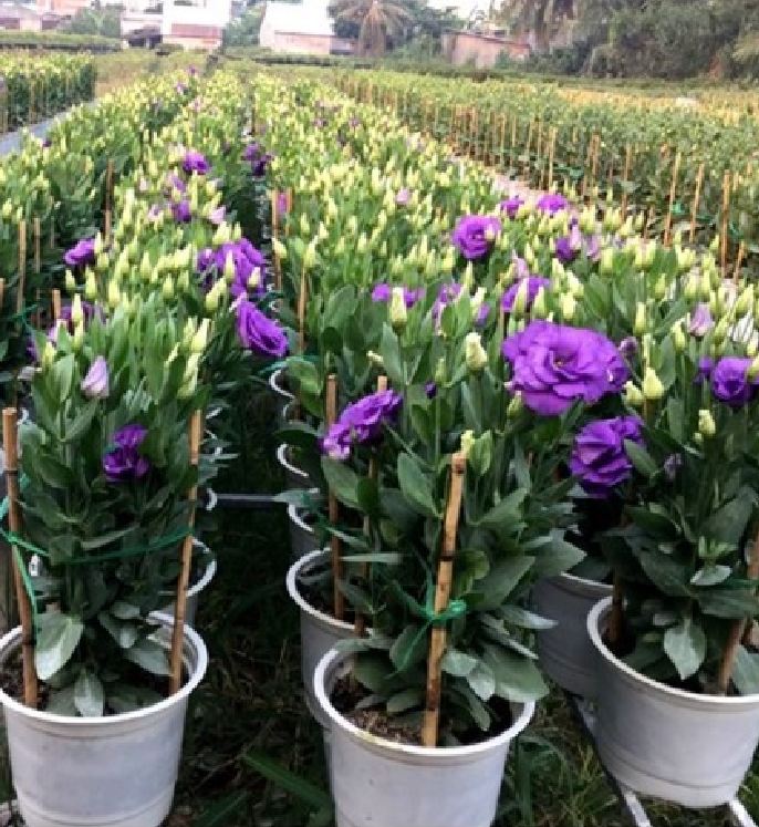 Hạt Giống Hoa Cát Tường Nhiều Màu