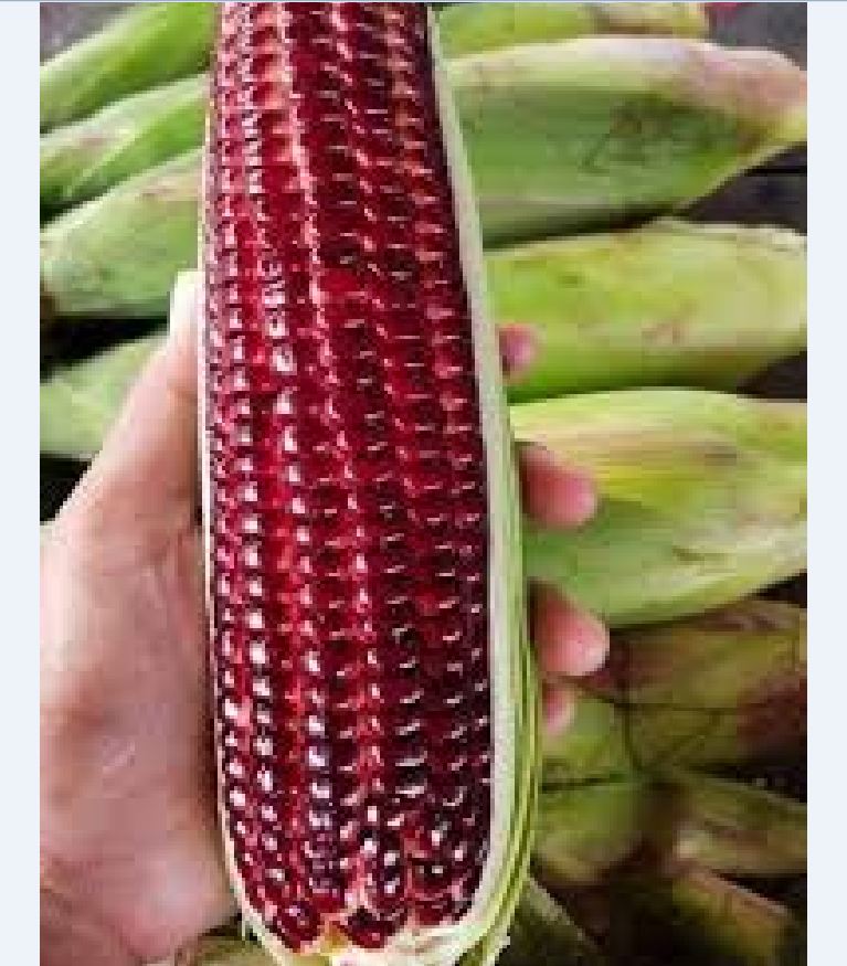 Hạt Giống Ngô Nữ Hoàng Đỏ F1