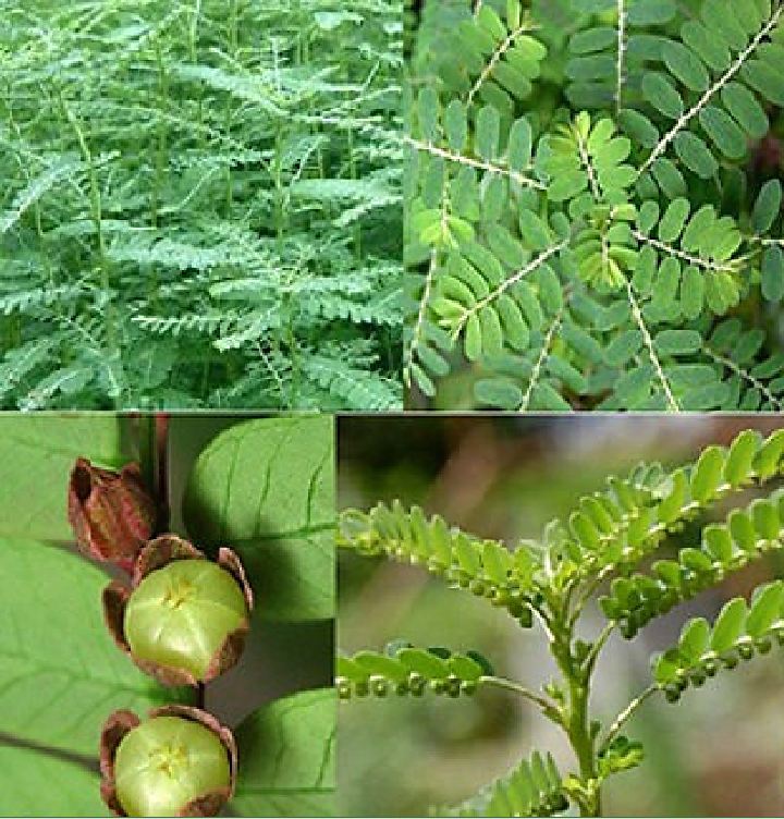 Hạt Giống Diệp Hạ Châu Đắng