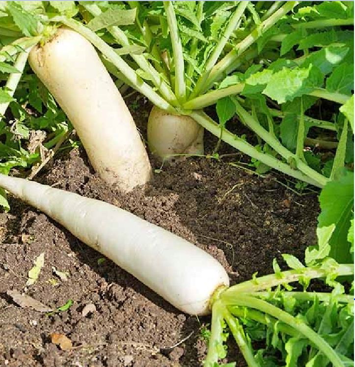 Hạt Giống Củ Cải Trắng Bạch Tuyết F1