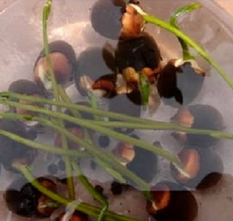 Hạt giống hoa sen mini nhật nhiều màu
