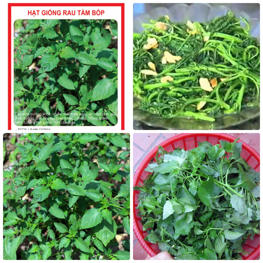 Hạt Giống Cây Rau Tầm Bóp