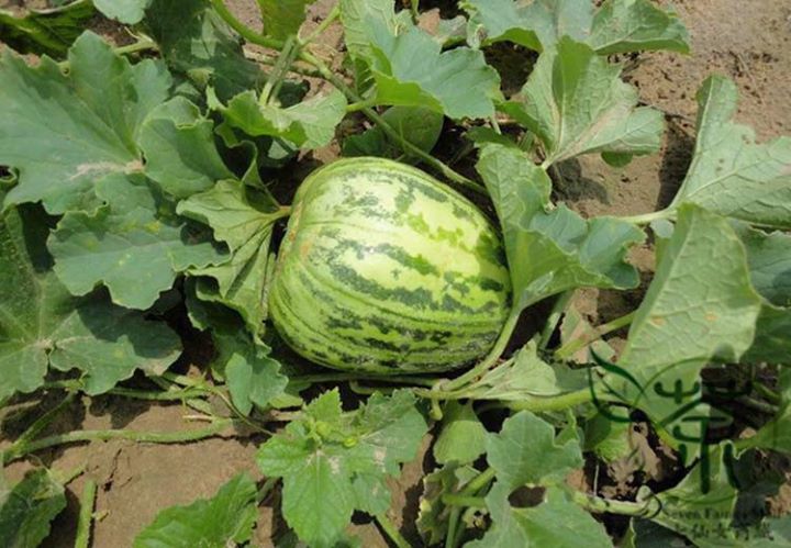 Hạt Giống Dưa Bở Thơm Cao Sản