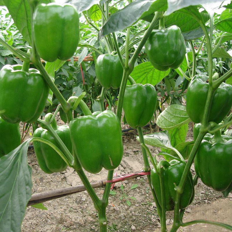 Hạt Giống Ớt Chuông Ngọt F1 Xanh