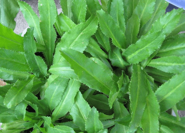 Hạt Giống Rau Ngò Gai ( Mùi Tàu )