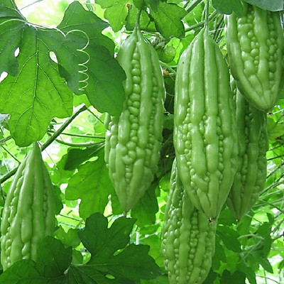Hạt Giống Khổ Qua Mỡ - Mướp Đắng F1