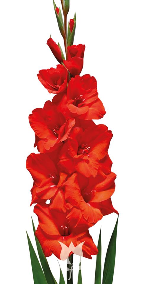 Củ Giống Hoa Lay Ơn Nhiều Màu ( Combo 10 củ )