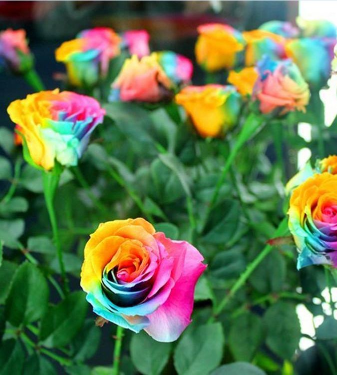 Hạt Giống Hoa Hồng Bảy Màu ( Hoa Hồng Cầu Vòng )