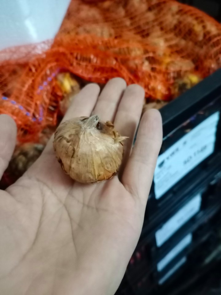 Củ Giống Hoa Lay Ơn Nhiều Màu ( Combo 10 củ )