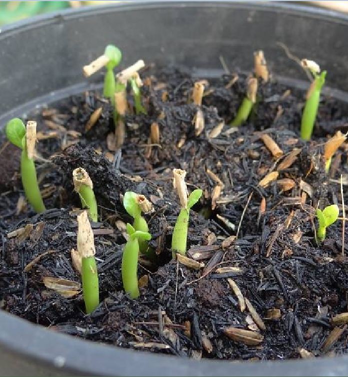 Hạt giống hoa sứ thái mix màu