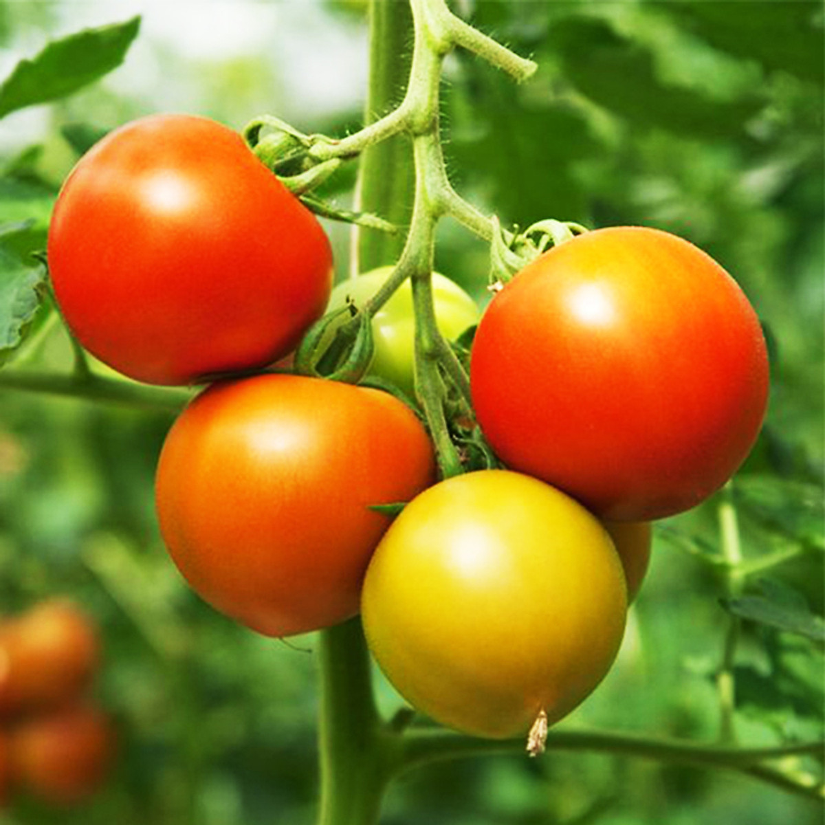 Hạt Giống Cà Chua Chịu Nhiệt F1