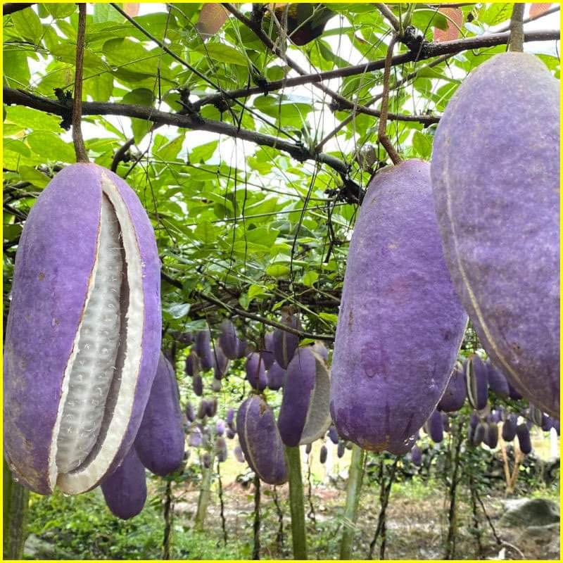 Hạt Giống Quả Holboellia latifolia Wall (Dưa Quả Tháng Tám)