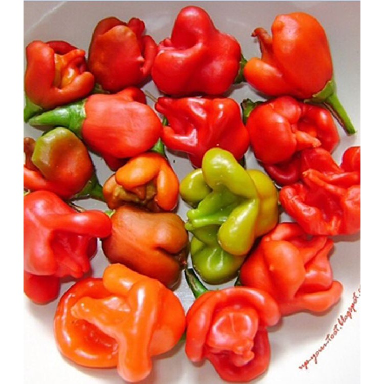 Hạt Giống Ớt Hoa Hồng