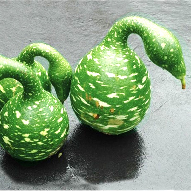 Hạt Giống Bầu Thiên Nga