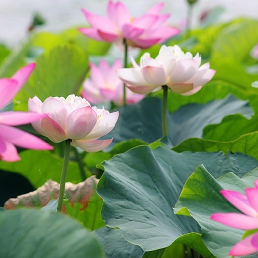 Hạt giống hoa sen lớn ( sen ta ) mix màu