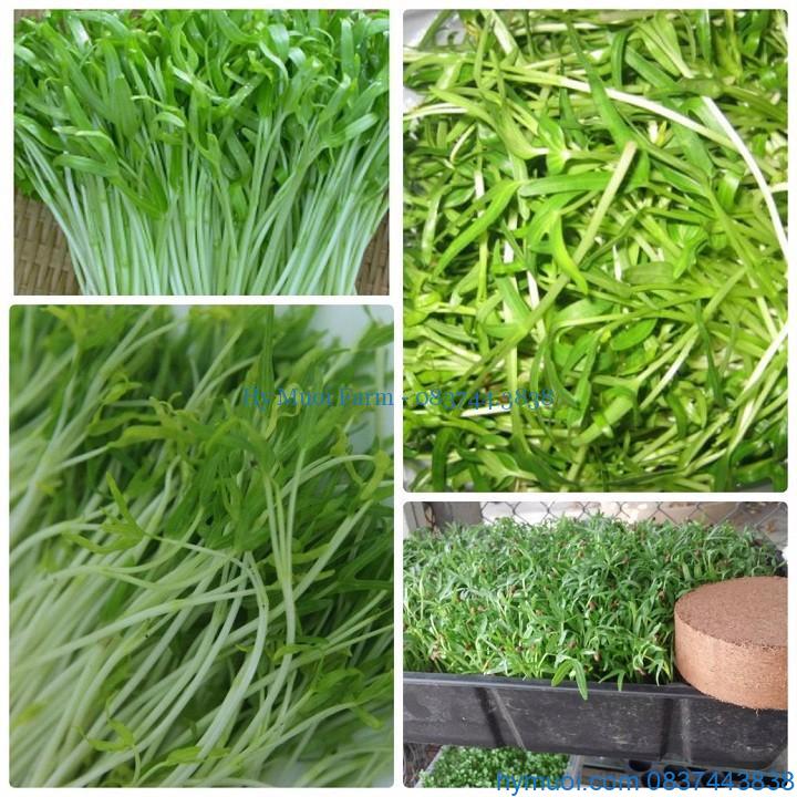 Hạt Giống Mầm Rau Muống - Gói 30gram