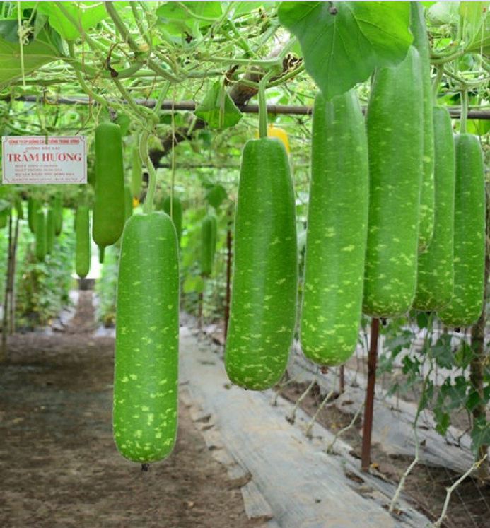 Hạt Giống Bầu Sao Trái Dài F1