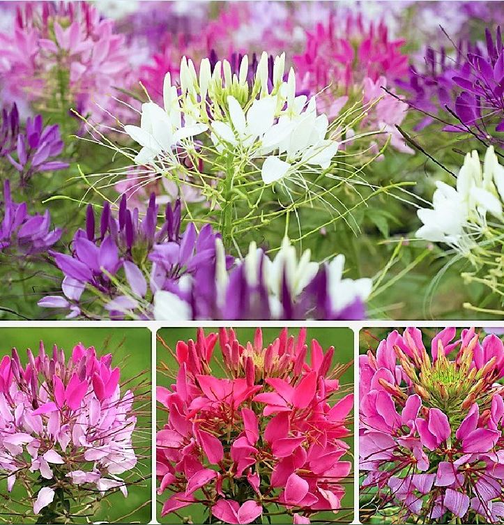 Hạt Giống Hoa Hồng Ri Nhiều Màu ( Hoa Túy Điệp )
