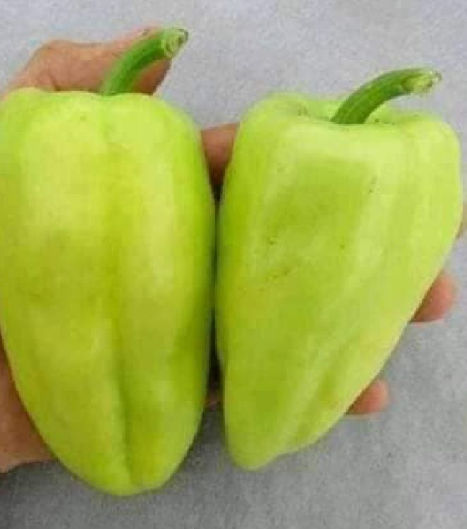 Hạt Giống Ớt Ngọt Đùi Gà Thái Lan - Gói 0,5gr