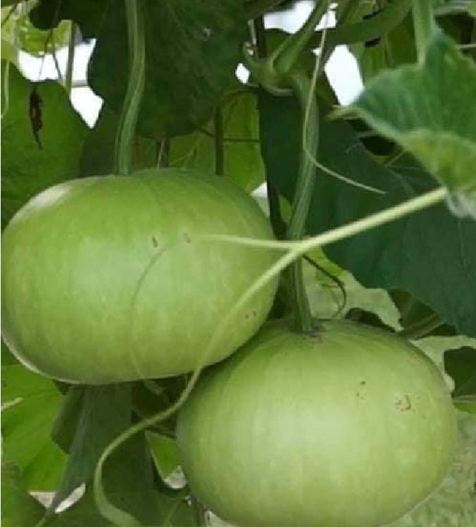 Hạt Giống Bầu Quả Tròn F1