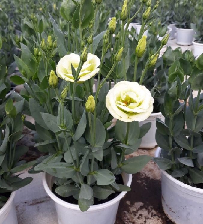 Hạt Giống Hoa Cát Tường Nhiều Màu