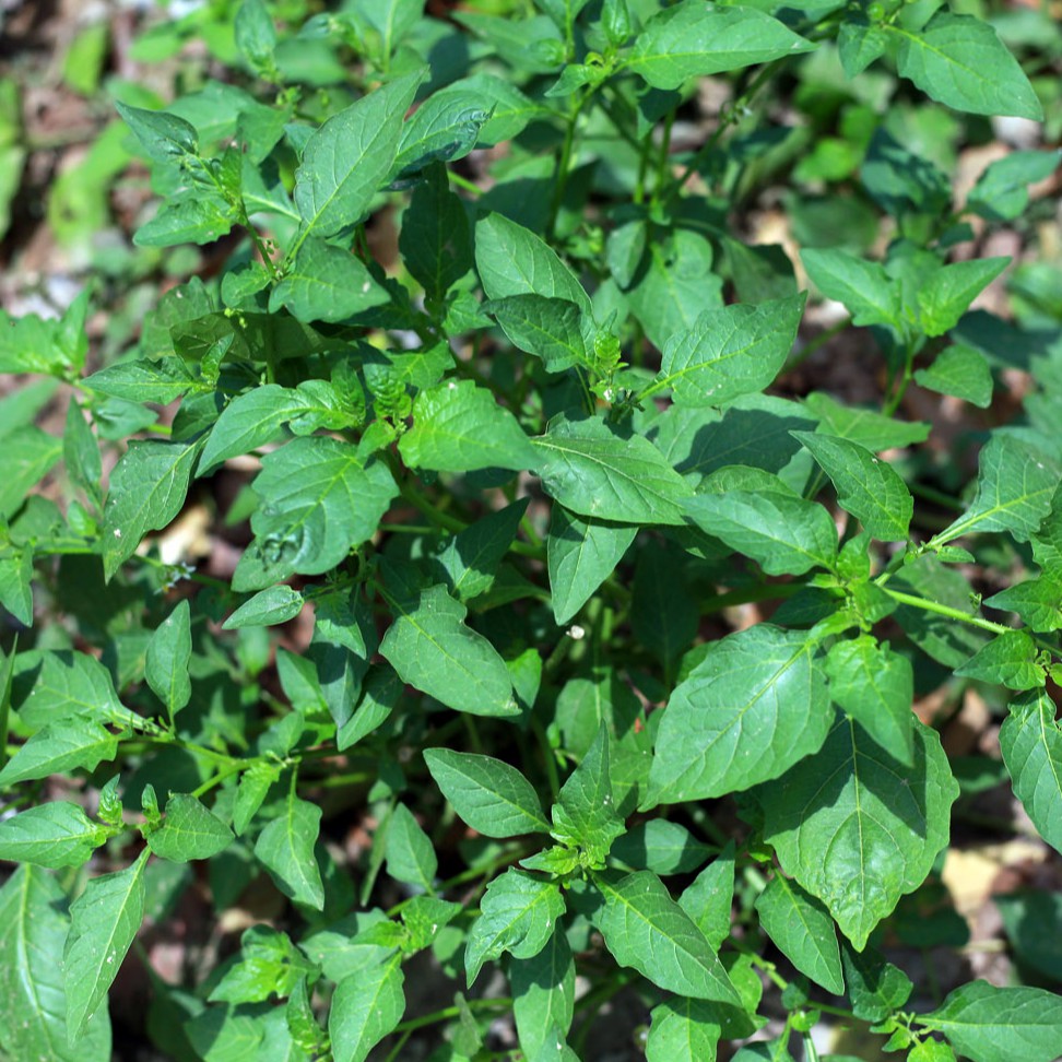 Hạt Giống Cây Rau Tầm Bóp
