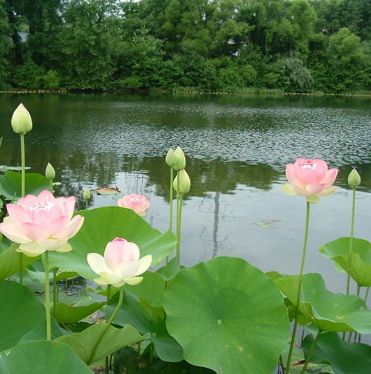 Hạt giống hoa sen lớn ( sen ta ) mix màu