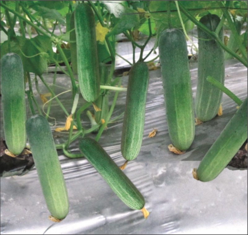 Hạt Giống Dưa Chuột Nếp Ta Cao Sản