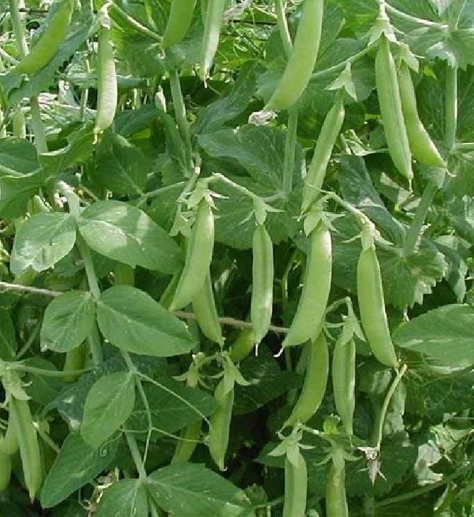 Hạt Giống Đậu Hà Lan ( Thu Trái )