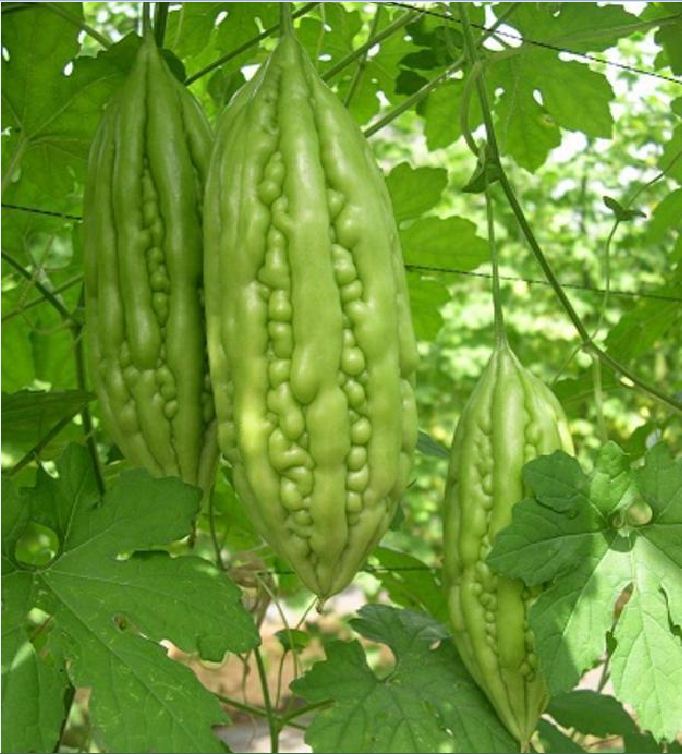 Hạt Giống Khổ Qua Mỡ - Mướp Đắng F1
