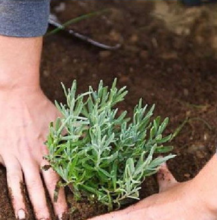 Hạt Giống Cây Hương Thảo Rosemary