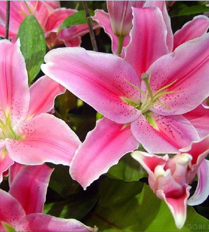 Hạt Giống Hoa Ly Châu Phi Mix Màu