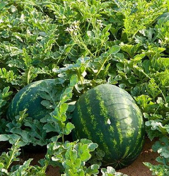 Hạt Giống Dưa Hấu F1 Khổng Lồ