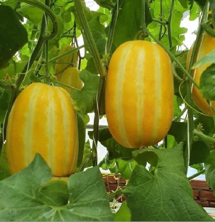 Hạt Giống Dưa Lê Thơm Hàn Quốc F1