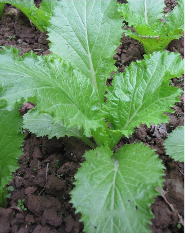 Hạt giống rau cải mào gà cao sản