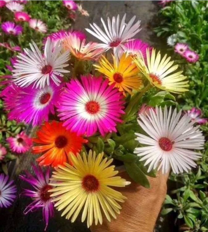 Hạt Giống Hoa Mười Giờ Châu Phi Mix Màu