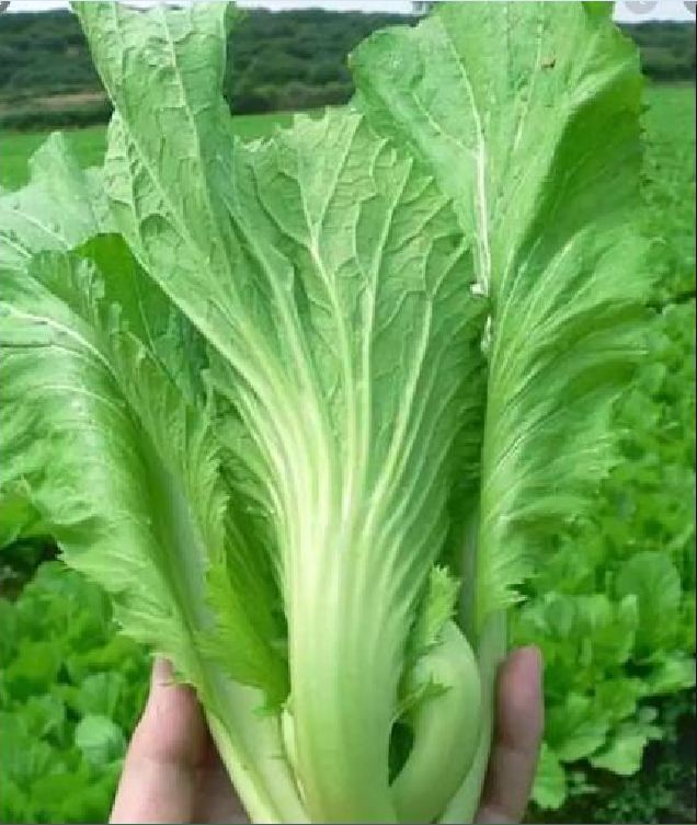 Hạt Giống Cải Bẹ Dưa Cao Sản