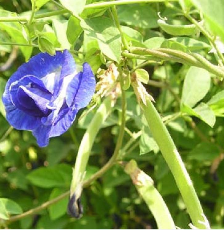 Hạt Giống Hoa Đậu Biếc Kép