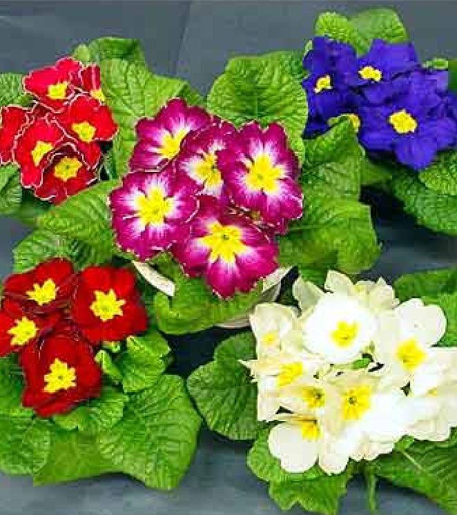 Hạt Giống Hoa Báo Xuân Nhiều Màu