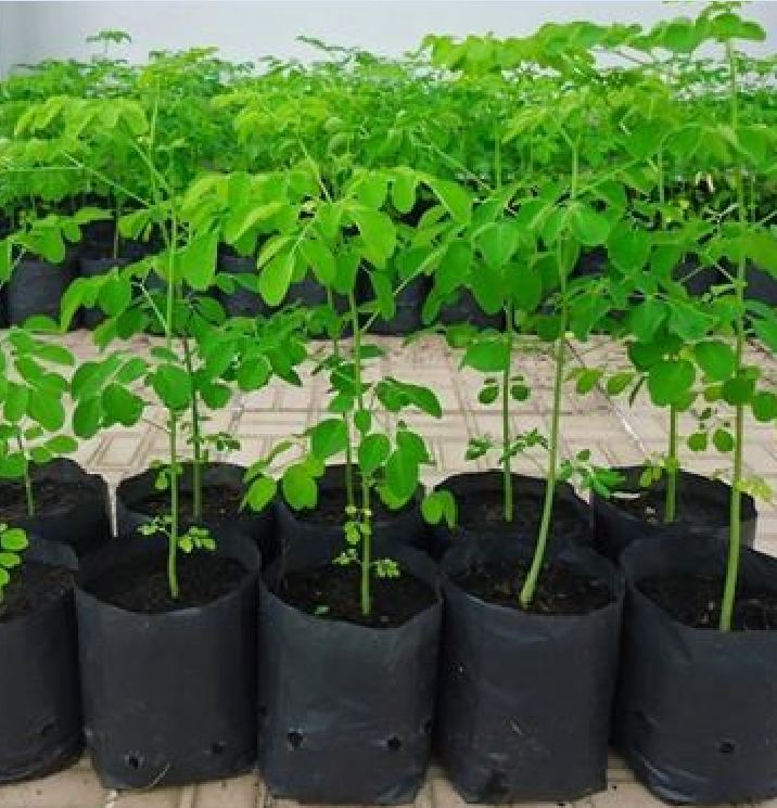Hạt Giống Cây Chùm Ngây F1