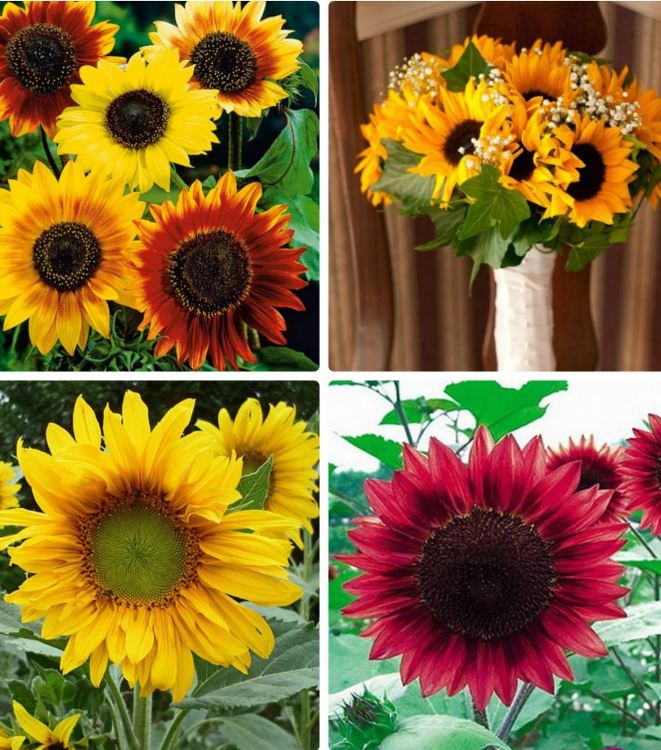 Hạt Giống Hoa Hướng Dương Nhiều Màu